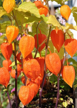 Chinese lantern in garden clipart