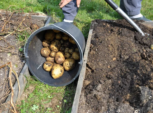 Potato Harvesting Garden — Stock Photo, Image