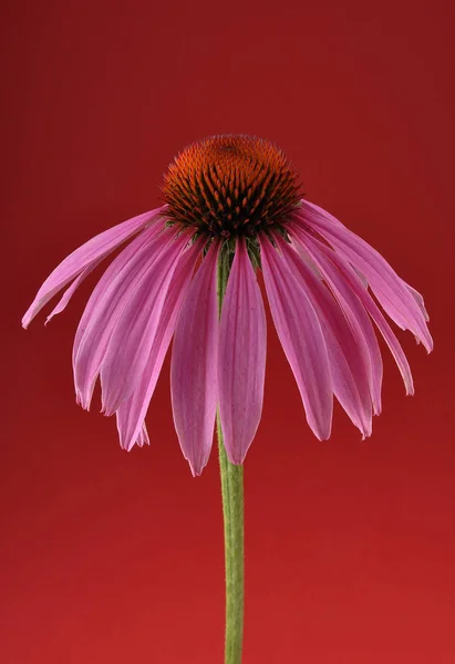 Flor Conejo Púrpura Sobre Fondo Rojo —  Fotos de Stock