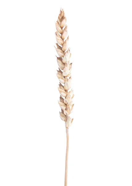 Weizenspitze Isoliert Auf Weißem Bachgrund — Stockfoto
