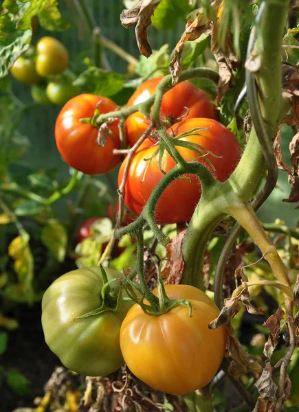 Tomates Maduros Não Maduros Fábrica — Fotografia de Stock