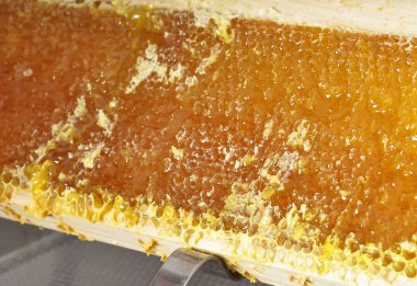 Ayıklama kutusunda kapağını petek