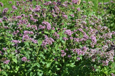 Bahçede çiçek açan kekik