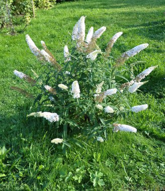 Butterfly-bush whit white flowers in garden clipart