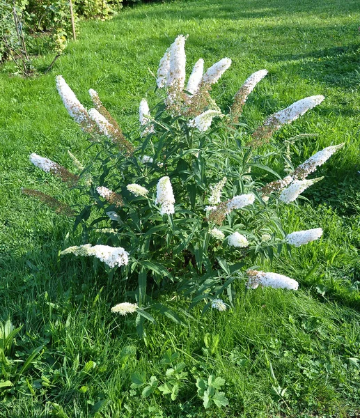 Borboleta Arbusto Com Flores Brancas Jardim — Fotografia de Stock