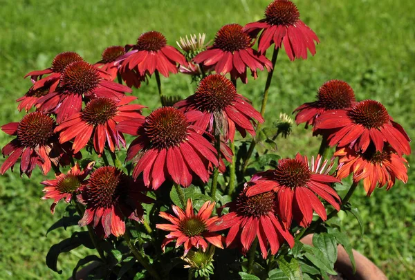 Zöld Háttér Piros Coneflower — Stock Fotó