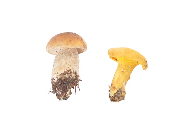 Yellow Boletus Chanterelle Isolated White Bachground — Stock Photo, Image