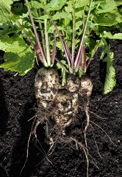 Cultivated Radish Garden — Stock Photo, Image