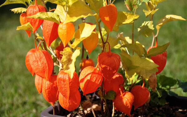 Chinese lantern in garden