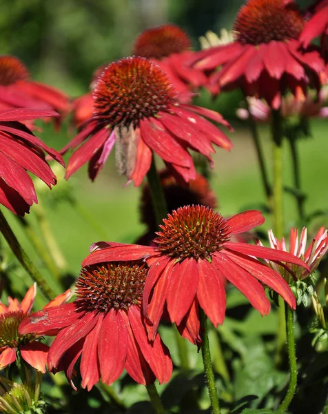 Zöld Háttér Piros Coneflower — Stock Fotó