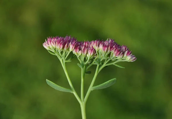 Orpine Kwitnący Tle Ogród — Zdjęcie stockowe