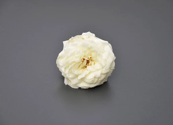 Άσπρο Τριαντάφυλλο Γκρίζο Φόντο — Φωτογραφία Αρχείου