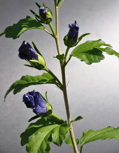 Flor Cerrada Malva Rosa Sobre Fondo Oscuro — Foto de Stock