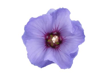 Beyaz arka plan üzerinde Lila ebegümeci