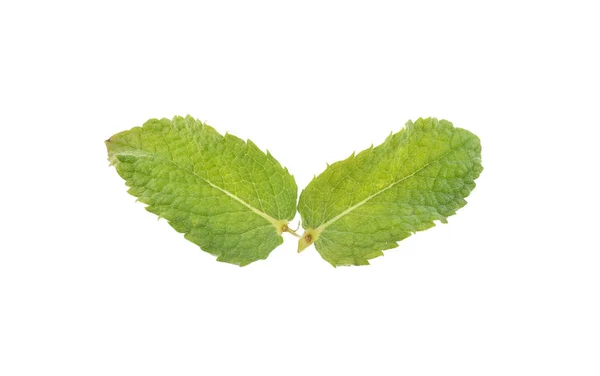 Peppermint Leaves White Background — Stock Photo, Image