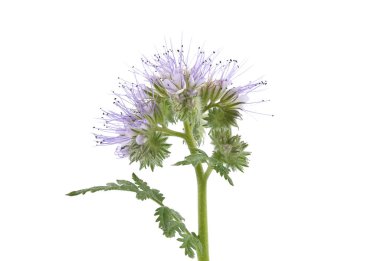 Beyaz arka plan üzerinde Lila phacelia