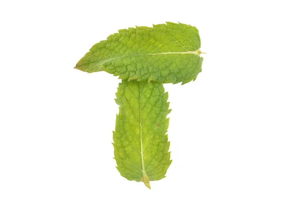 Peppermint Leaves White Background — Stock Photo, Image