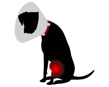 Elizabeth tarzı tasmalı ve dizinde ağrı olan bir köpek.
