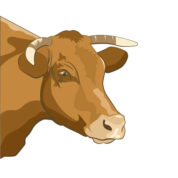 Retrato de uma vaca marrom em um fundo branco — Vetor de Stock