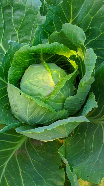 Yeşil lahana yakın plan..