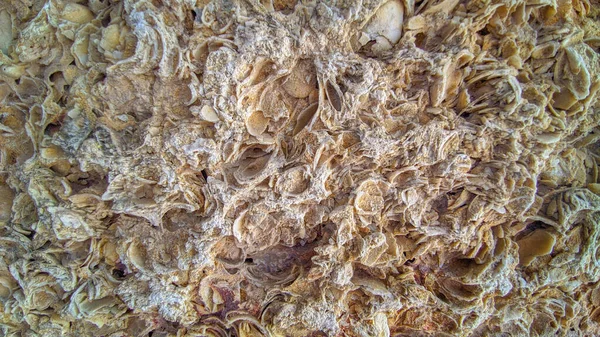 Kabuk taşı ve kireç taşı. Yakın çekim dokusu.