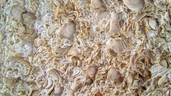 Muschelgestein Und Kalkstein Textur Aus Nächster Nähe Stockbild