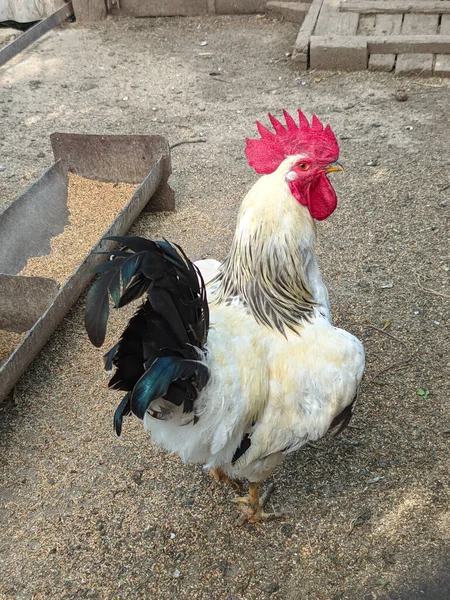 Çiftlikteki güzel horoz