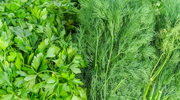 Yeşil maydanoz ve dereotu yakın.