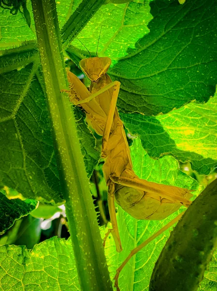 Mantis Hilo Pepino —  Fotos de Stock