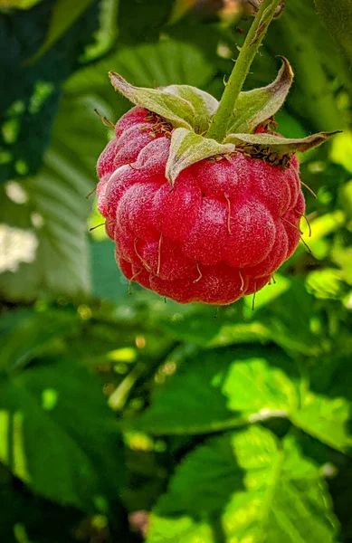 Ripe Raspberries Branch Green Leaves — Stock Photo, Image