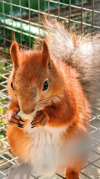 Una Ardilla Roja Esponjosa Una Jaula Fotos de stock