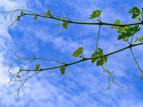 Ramos Jovens Uvas Contexto Céu Azul Fotografias De Stock Royalty-Free