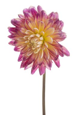 Beyaz arka plan üzerinde izole kırmızı ve sarı renkli Dahlia çiçeği stüdyo çekim. Büyük derinlik-in tarla (Dof). Makro.