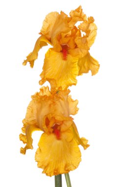 Stüdyo turuncu renkli Iris çiçek beyaz arka plan üzerinde izole bir kadeh. Büyük derinlik-in tarla (Dof). Makro.