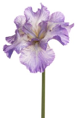 Stüdyo leylak renkli Iris çiçeği beyaz arka plan üzerinde izole bir kadeh. Büyük derinlik-in tarla (Dof). Makro.