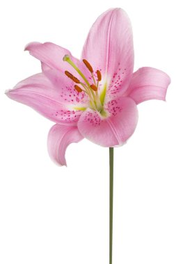 Stüdyo pembe renkli Lily çiçek beyaz arka plan üzerinde izole bir kadeh. Büyük derinlik-in tarla (Dof). Makro.