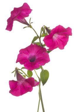 Stüdyo fuşya renkli Petunya çiçek beyaz arka plan üzerinde izole bir kadeh. Büyük derinlik-in tarla (Dof). Makro.