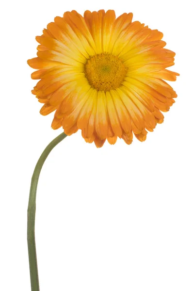 Studioaufnahme Von Orange Gefärbten Ringelblume Isoliert Auf Weißem Hintergrund Schärfentiefe — Stockfoto