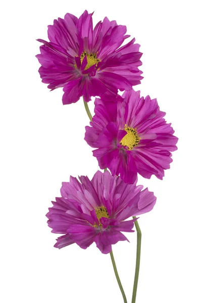 Studio Girato Fucsia Colorato Cosmos Fiori Isolato Sfondo Bianco Ampia — Foto Stock