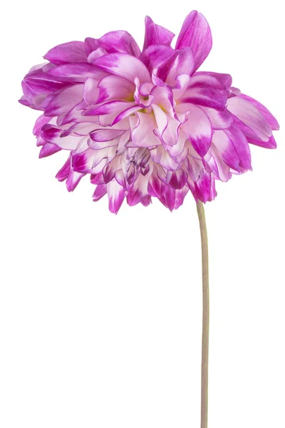 Studio Skott Magenta Färgad Dahlia Blomma Isolerad Vit Bakgrund Stora — Stockfoto