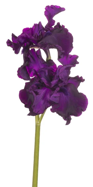 Studioaufnahme Fuchsiafarbener Irisblüten Isoliert Auf Weißem Hintergrund Schärfentiefe Dof Makro — Stockfoto