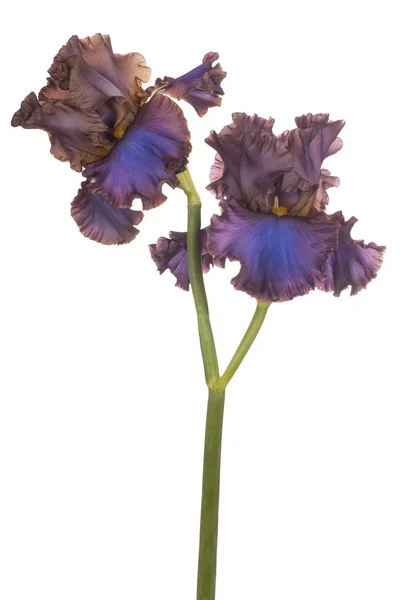 Studio Skott Mångfärgade Iris Blommor Isolerad Vit Bakgrund Stora Skärpedjup — Stockfoto