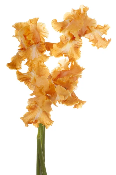 Studio Shot Orange Colored Iris Flowers Isolated White Background Large — Stock Photo, Image