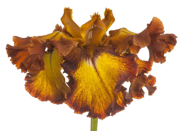 Stüdyo Brown vuruldu ve beyaz arka plan üzerinde sarı renkli Iris çiçeği izole. Büyük derinlik-in tarla (Dof). Makro.