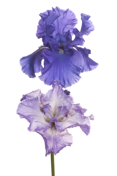 Studio Colpo Blu Lilla Colorato Iris Fiori Isolato Sfondo Bianco — Foto Stock