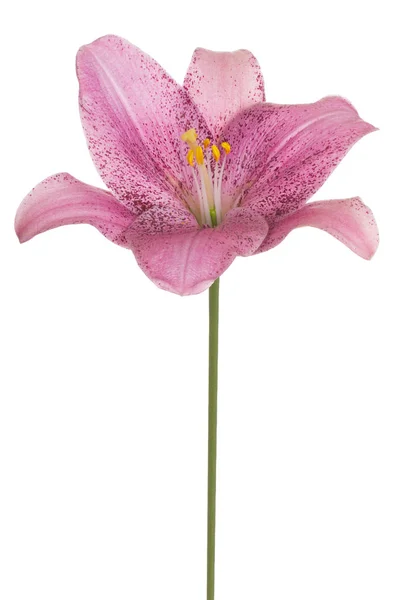 Strzał Studio Różowa Lilia Kolorowe Kwiat Białym Tle Dużej Głębi — Zdjęcie stockowe