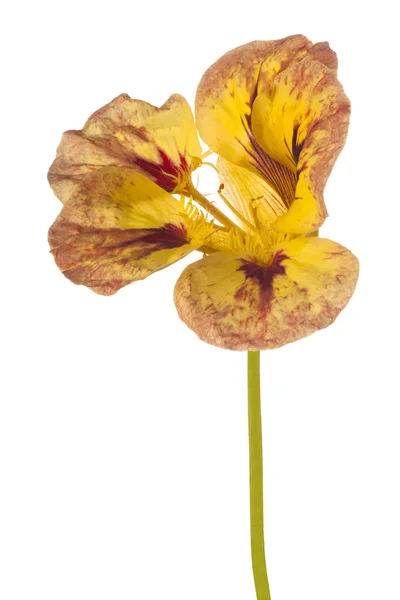 Studio Shot Yellow Colored Nasturtium Flower Isolé Sur Fond Blanc — Photo