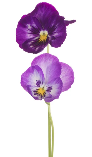 Studio Shot Fuchsia Colored Pansy Flowers Isolated White Background Large — Stock Photo, Image