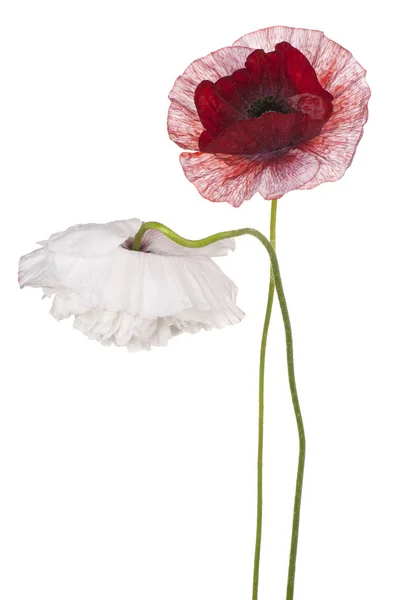Stúdió Lövés Tarka Poppy Flowers Elszigetelt Fehér Background Nagy Mélységélességet — Stock Fotó