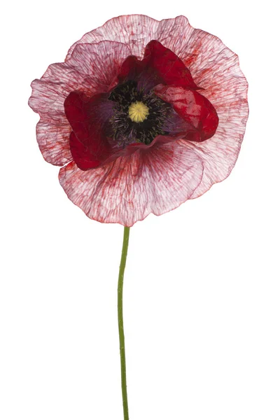 Studio Shot Red Colored Poppy Flower Isolated White Background Large — Stock Photo, Image